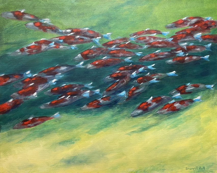 Sockeye Run